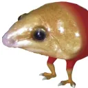 yellowpotato28