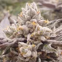 westcoastconnoisseur
