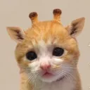 capiikd