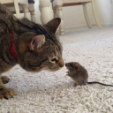 avatar ape (🦍) allegations