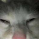 _danim