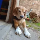 chombiegirl