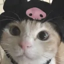 foxypoxyroxy
