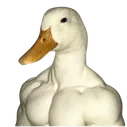 what_ajoe