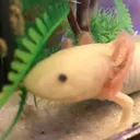 0xulotl