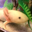 yust_yoshing_ya