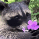 avatar Wyrd, O' Raccoon