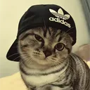 frenzi3d