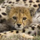 sillycheetah