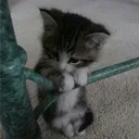 katirant