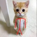 katirant