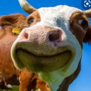 Cow
