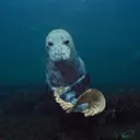 arunimpsl