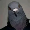 coutyu