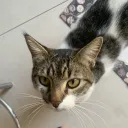 jorge.gabriel avatar