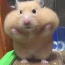 beezybdy