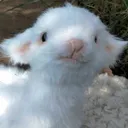 lan_lo