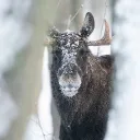 bambi162