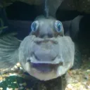 mrjeffery09