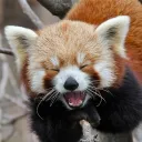 gingabtw
