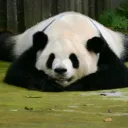 panda058892