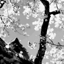 sakurafyx