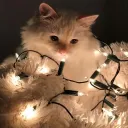 fox_m