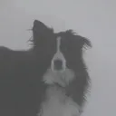 d0xy_