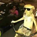 elcharrua