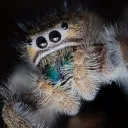 phidippuslynceus