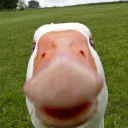 goose010