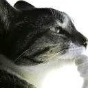 servivor