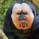 monkeywelldone