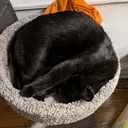niawillie