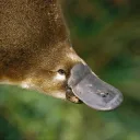 platypusvenom