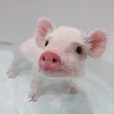 avatar ⭐ Miya!!  ⭐