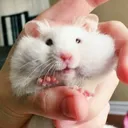sullenbystander