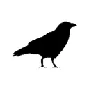 .randomcrow