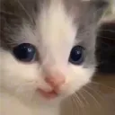 betaxcx