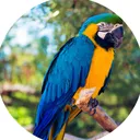 oddparrot