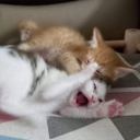 avatar 𝐁𝐚𝐧𝐡𝐌𝐢 🍞