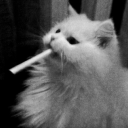 avatar !ℕ𝕚𝕣𝕧𝕒𝕟𝕒