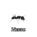 12licane