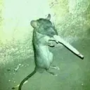 rattus4922