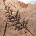 scribblesonlimestone