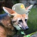 ringo5073