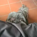 meliiiii