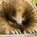 _prickles_