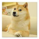 dogeyboi7360