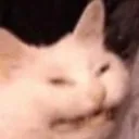 meshthegoose